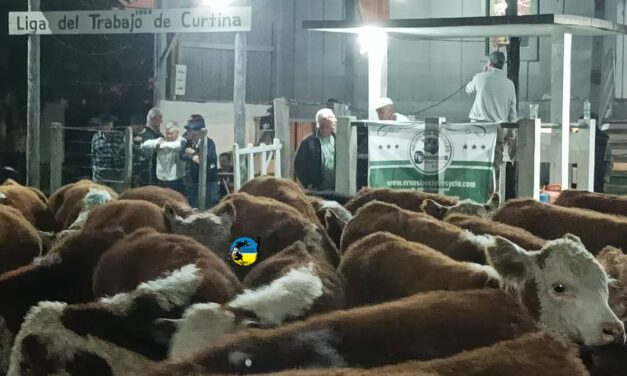 Curtina: alto promedio para vacunos U$S 628