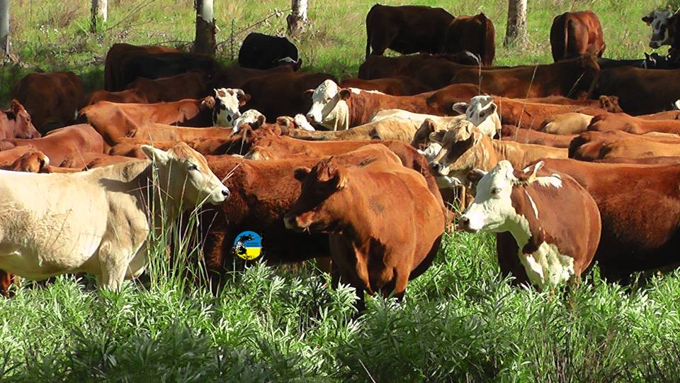 IMAGEN DE GANADO, EL MERCADO GANADERO SIGUE BIEN ACOMPAÑADO POR UN CLIMA EXCEPCIONAL