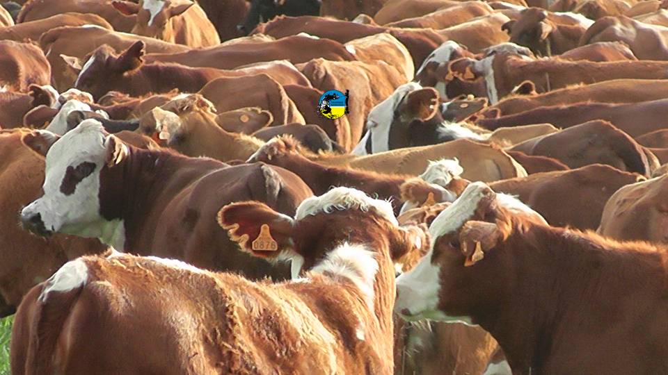 Preparan demanda contra MGAP por U$S 1.000 millones