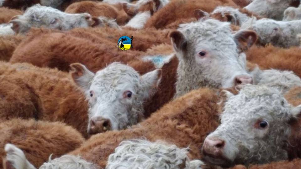 Plaza Rural vendió 17.318 vacunos en el remate 301º