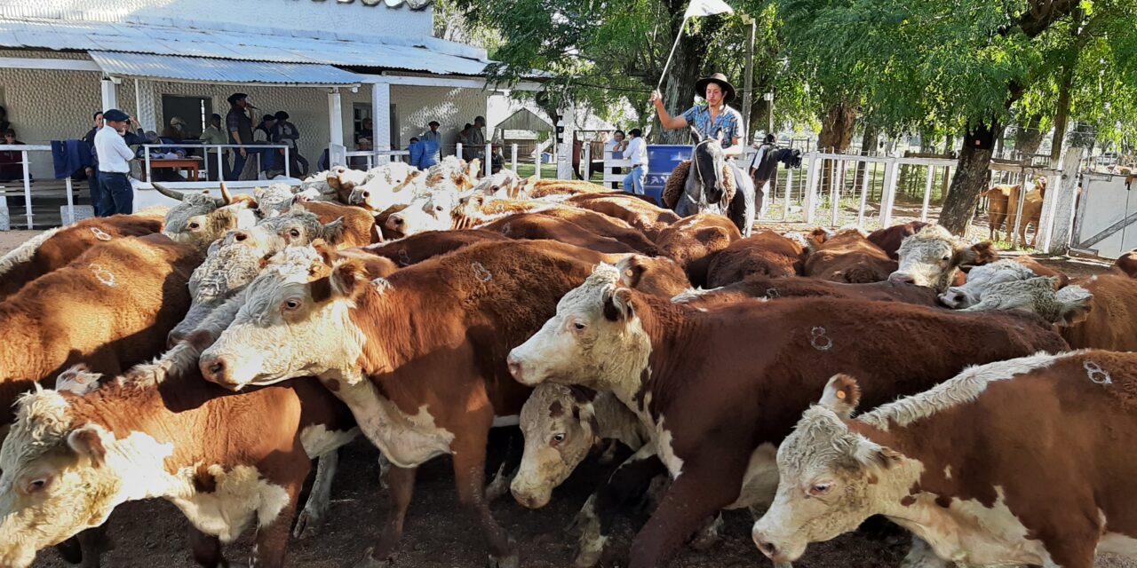 Valdez vendió 600 vacunos en local Ansina