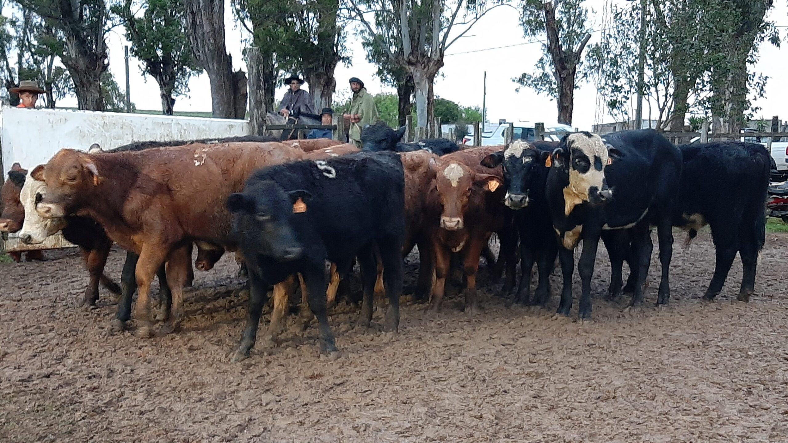 imagen de ganado en la pista de ventas En Curtina, se vendieron 456 vacunos a U$S 519 de promedio