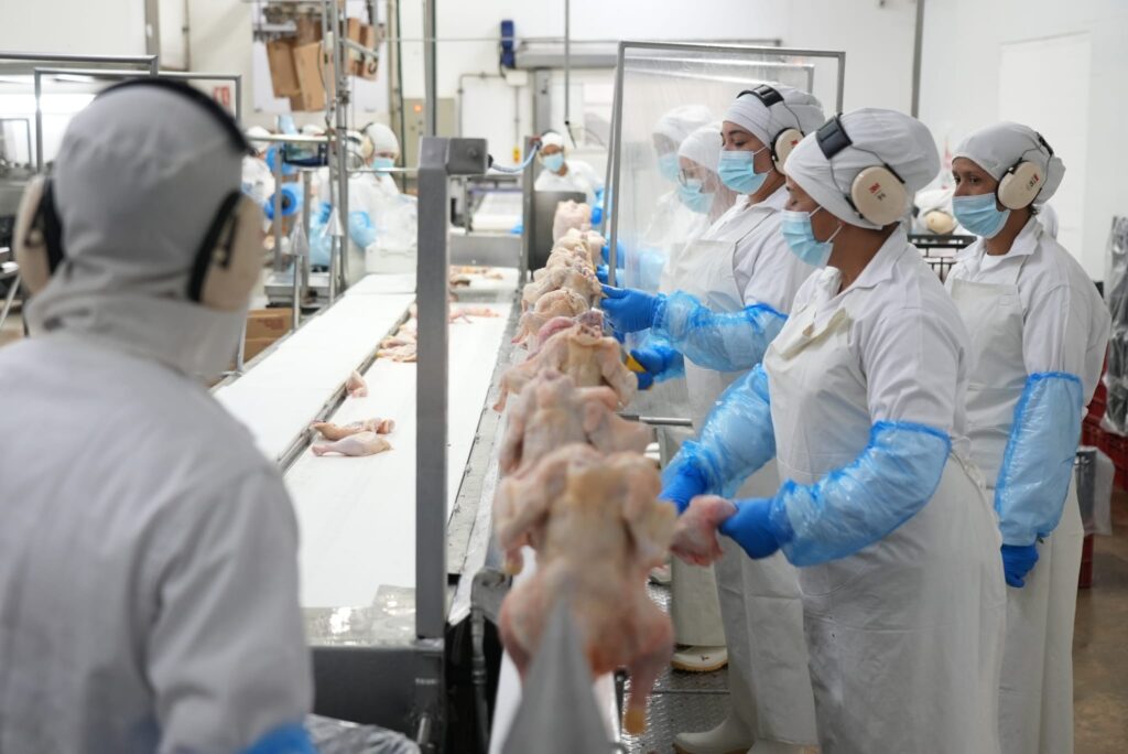 IMAGEN DE FAENA DE POLLOS, URUGUAY FUE HABILITADO PARA EXPORTACIÓN DE CARNE AVIAR A HONG KONG