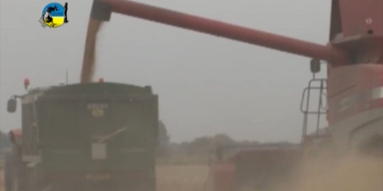 Mercado agrícola con expectativa del resultado de la cosecha de arroz