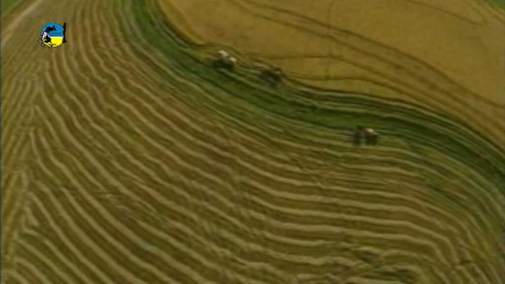 IMAGEN DE PLANTACIÓN DE ARROZ, El mercado granelero sigue con los mismos problemas a nivel interno