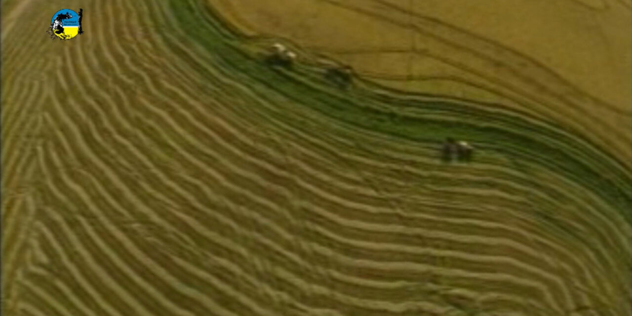 La zafra de arroz está avanzada y con buenos rindes
