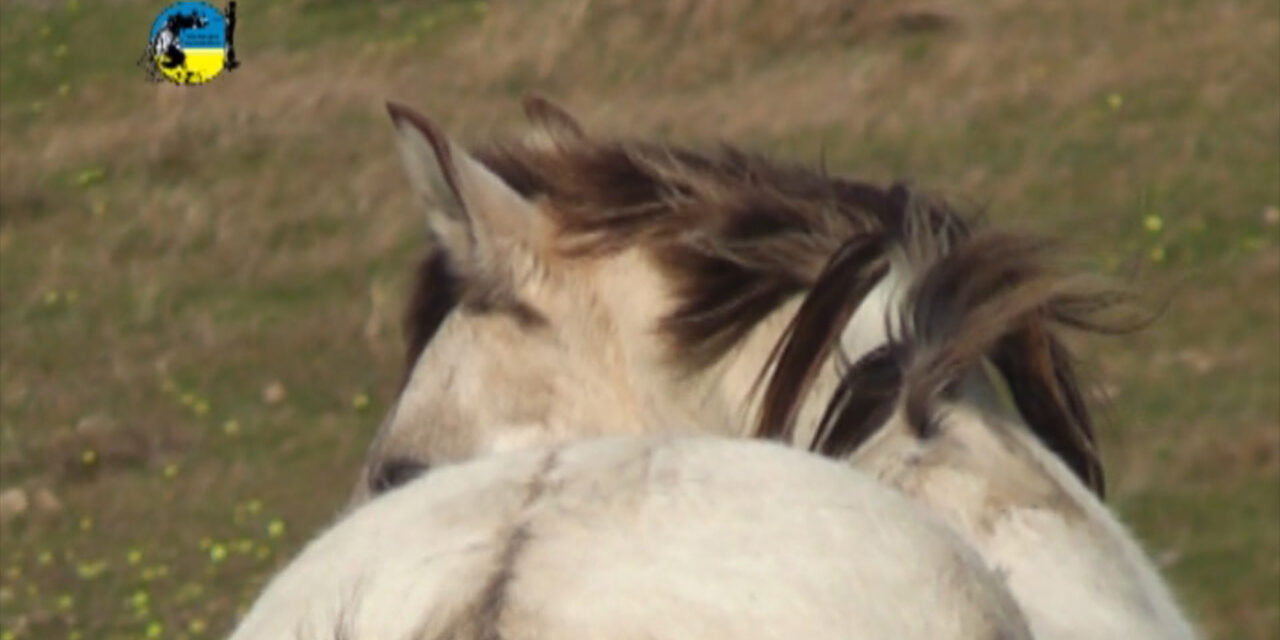 Precio del caballo en febrero fue de $53.44 por kilo