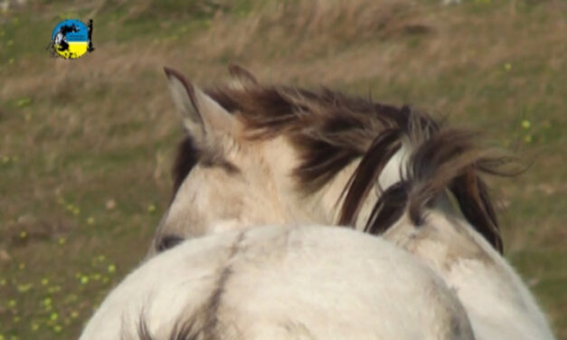 Precio del caballo en febrero fue de $53.44 por kilo
