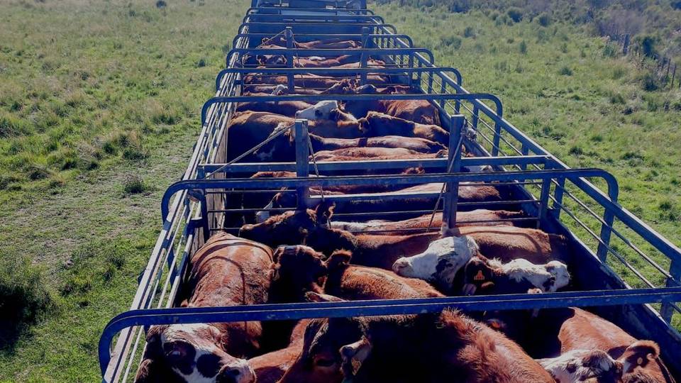 imagen de camión cargado con ganado, El mercado ganadero está con escasa oferta y buenos precios