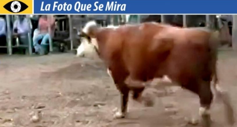 imagen de la foto que se mira, una vaca que se pago 1.320 dólares en la feria de paso casildo