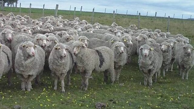 imagen de ovejas en el campo