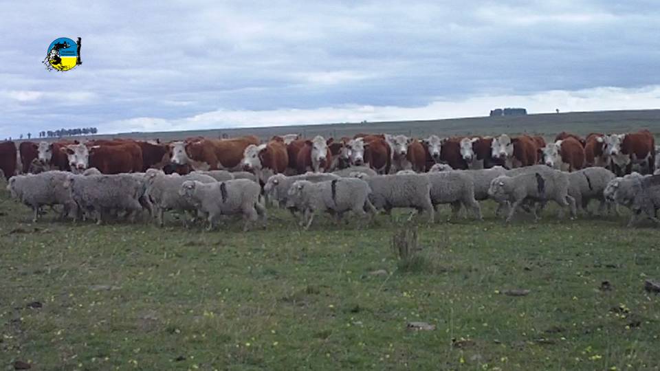 Uruguay se embarca para reducir emisiones de metano
