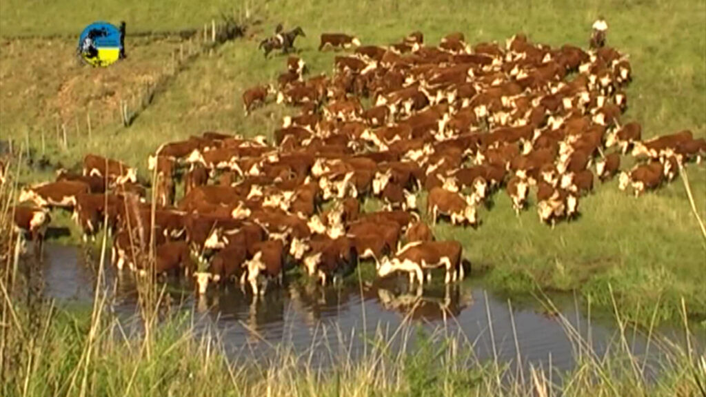 IMAGEN DE GANADO EN EL CAMPO Lote 21 vendió el 90% de la oferta en el remate 226º