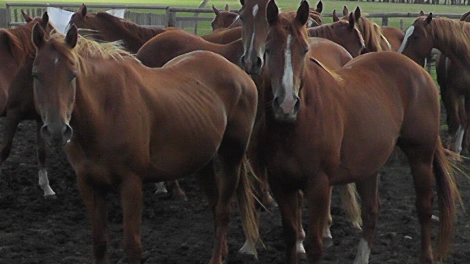 IMAGEN DE EQUINOS, EL PRECIO DEL CABALLO EN FEBRERO FUE DE $53.44 POR KILO
