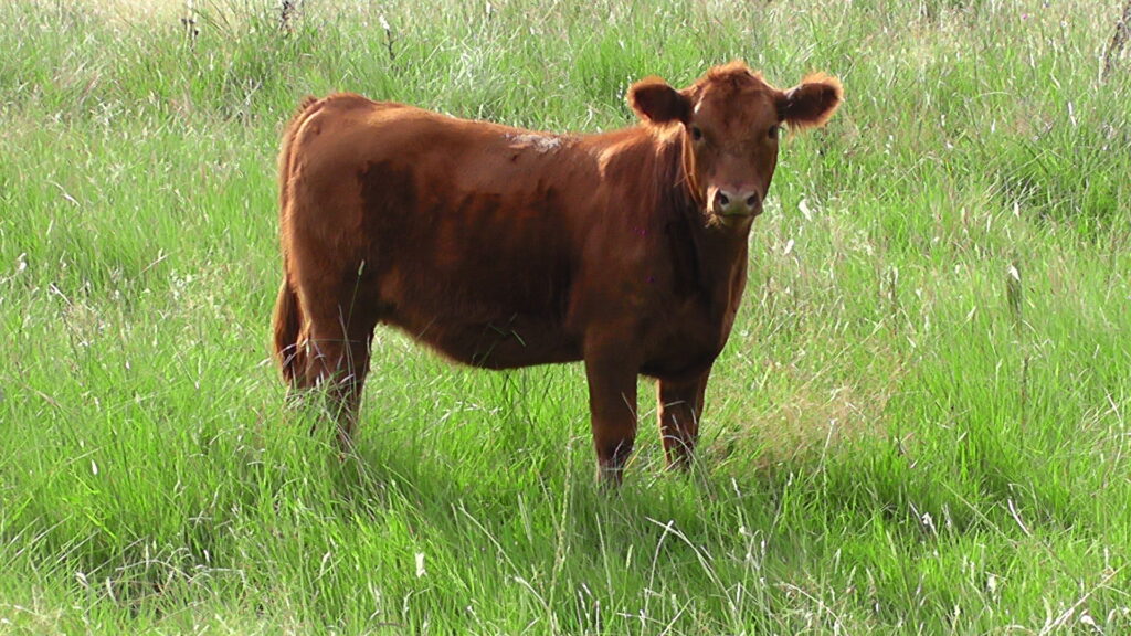 IMAGEN DE TERNERA EN EL CAMPO, EN EL REMATE SELECT DE PANTALLA URUGUAY SE VENDIERON 7.065 TERNEROS