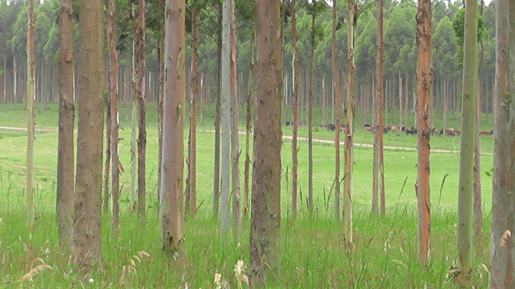 IMAGEN DE FORESTACIÓN, Se presentó la política forestal nacional a estudiantes universitarios de Tacuarembó