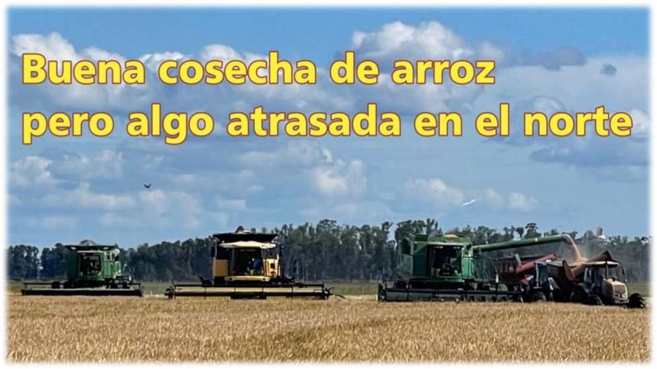 Palenque Rural: buena cosecha de arroz
