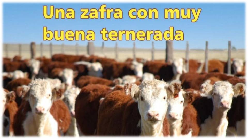 Palenque Rural: una zafra con muy buena ternerada