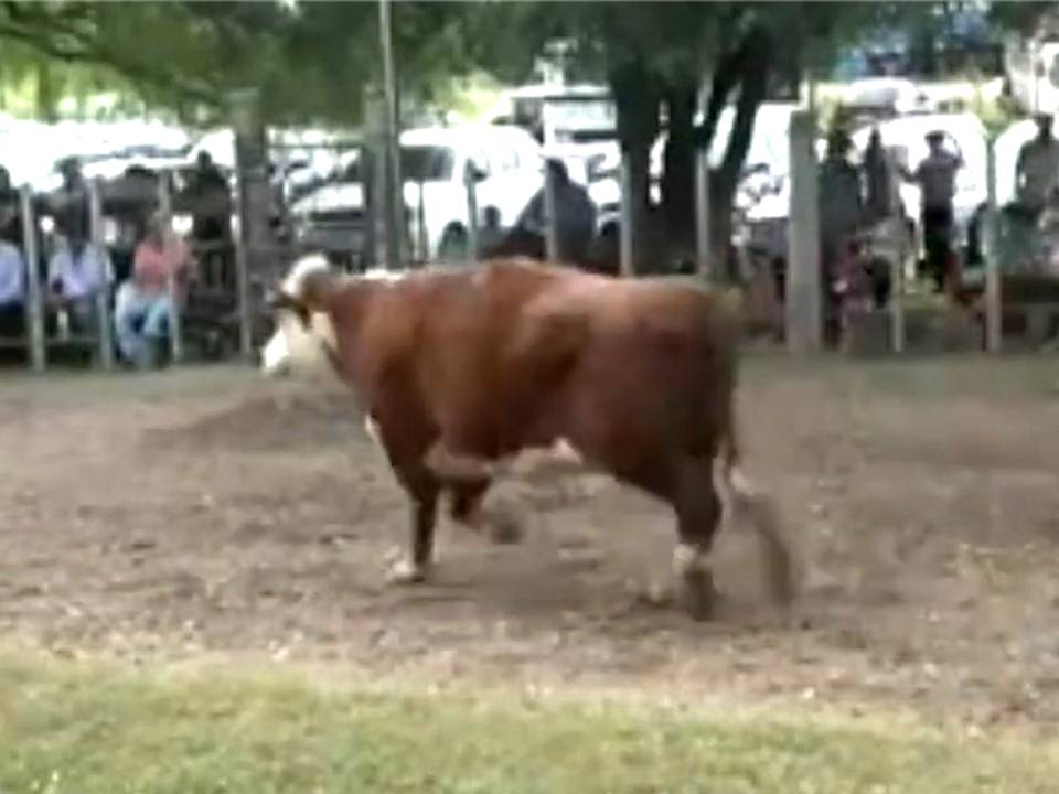 imagen de vaca gorda en pista de paso casildo: volaron las vacas gordas precio máximo 1.320 dólares