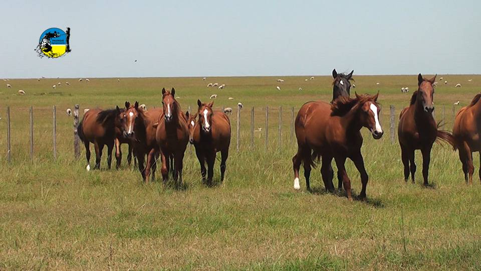 imagen de caballos en el campo, En el mes de marzo el valor del yeguarizo fue de $53.76 por kilo, 
