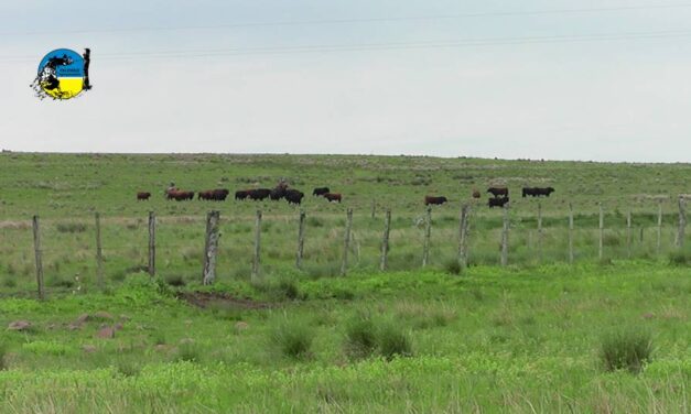 2025 comenzó con inversiones de extranjeros en tierras