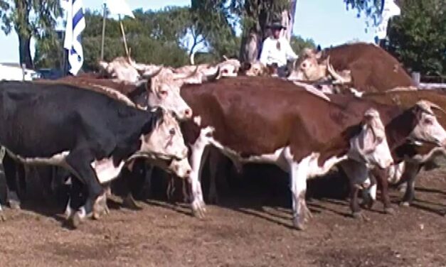 En curtina se vendieron 456 vacunos a U$S 519 de promedio