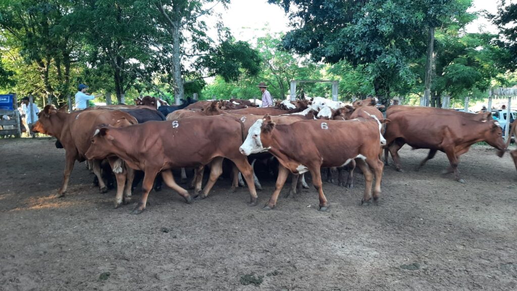 imagen de ganado en la pista de ventas, Valdez y Cía, vendió 600 vacunos en local Ansina.