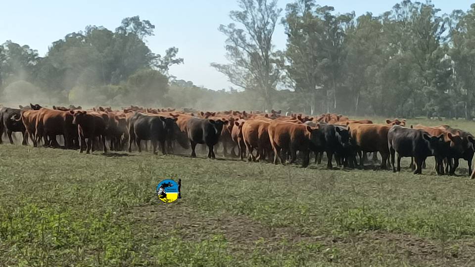 IMAGEN DE GANADO EN EL CAMPO, PANTALLA URUGUAY COLOCÓ EL 92.35% EN EL REMATE 291º