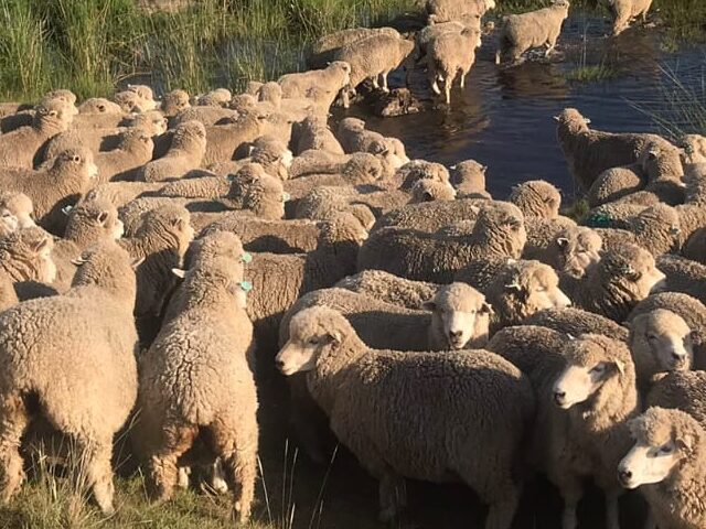 IMAGEN DE LANARES EN EL CAMPO