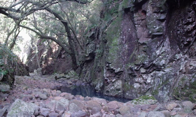 Uruguay fue clasificado como país de bajo riesgo de deforestación