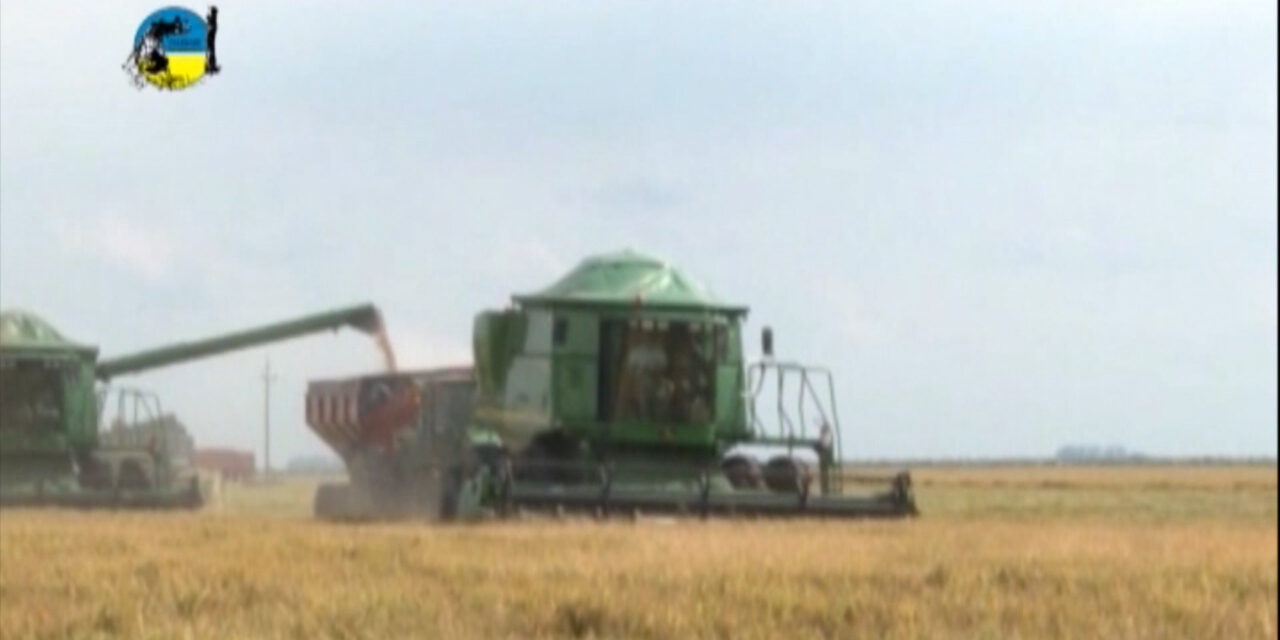 Arroz: Tacuarembó tuvo un rendimiento de 190 bolsas por hectárea