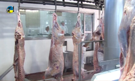 Faena bovina fue de 48.641 cabezas