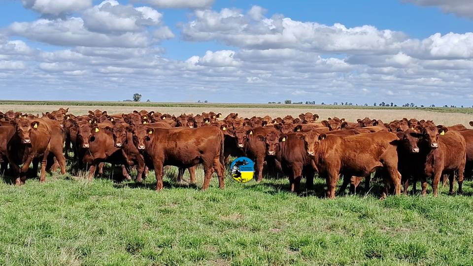 IMAGEN DE GANADO EN EL CAMPO, Ley europea contra la deforestación: la Argentina no logró el nivel de “riesgo bajo”. Uruguay sí logró el objetivo.