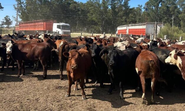 Ganaderos paraguayos preocupados por distorsión de precios