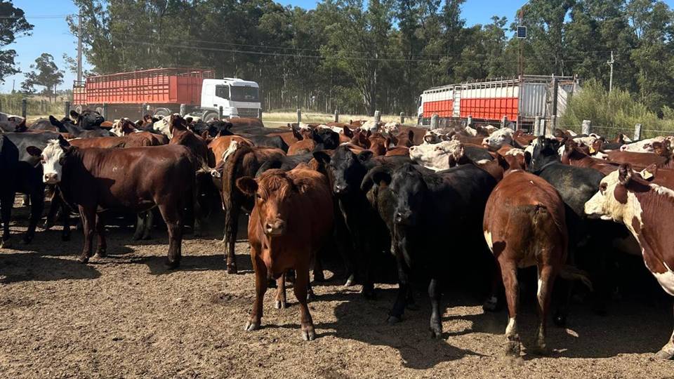 Ganaderos paraguayos preocupados por distorsión de precios