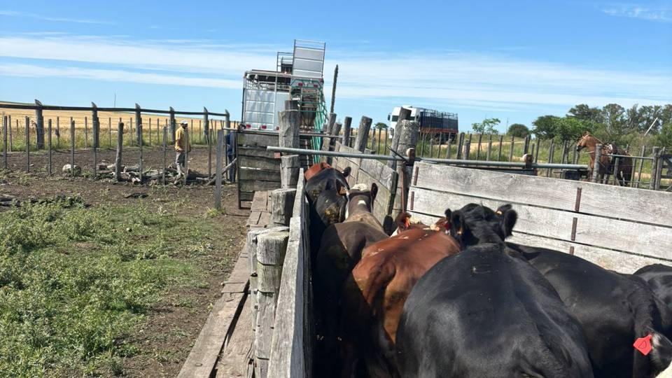 IMAGEN DE EMBARQUE DE GANADO, Novillo Mercosur: Argentina y Uruguay siguen en el tope