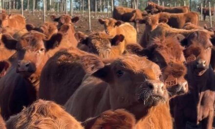Novillo Mercosur: baja de precios en Brasil y Argentina