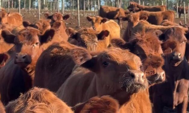 Novillo Mercosur: baja de precios en Brasil y Argentina