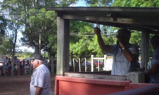 Paso Casildo: Vendió más de 400 vacunos
