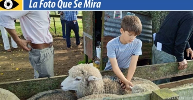 imagen de la foto que se mira, un niño revisando una oveja en un tubo