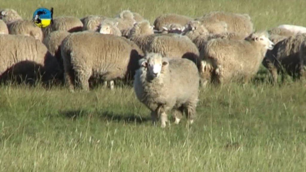 IMAGEN DE LANARES EN EL CAMPO