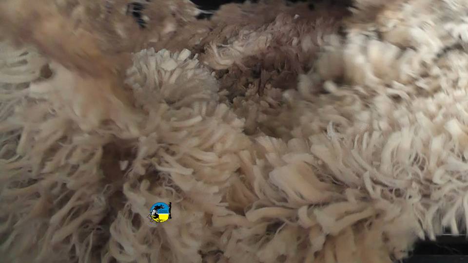 Venta de lana merino y corriedale en el mercado local