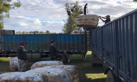 Exportaciones del rubro ovino aumentaron un 7.6%