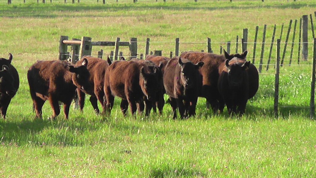 imagen de ganado en el campo, El mercado de haciendas gordas se mantiene firme