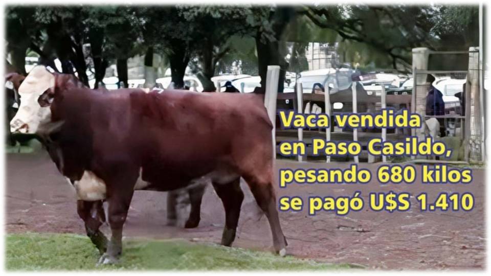Palenque Rural: vaca vendida a U$S 1.410 en Paso Casildo