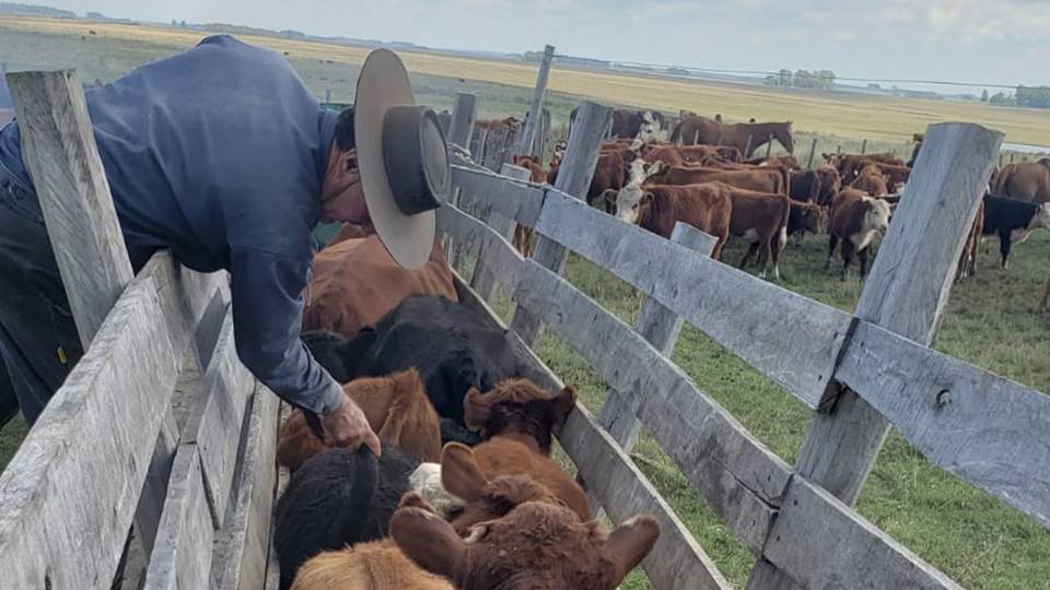 Vacuna uruguaya contra la garrapata mostró 90% de efectividad