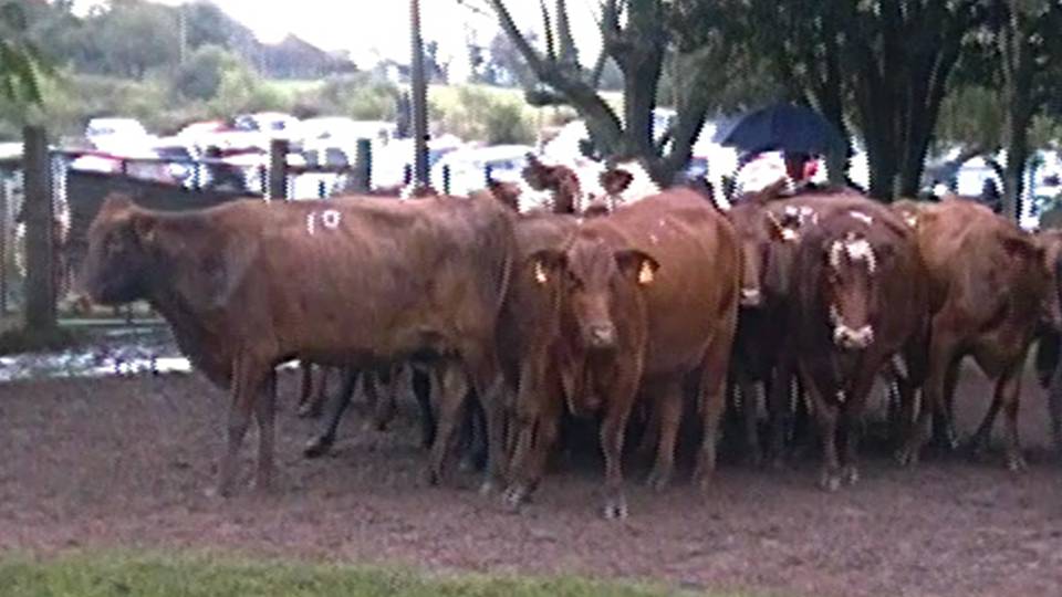IMAGEN DE GANADO EN LA PISTA DE Paso Casildo: Feria con más de 800 vacunos