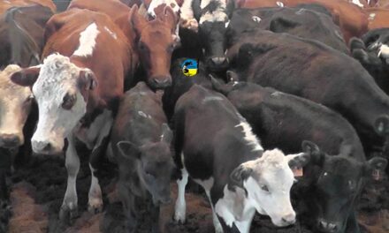 El mercado de haciendas gordas y reposición siguen muy firmes