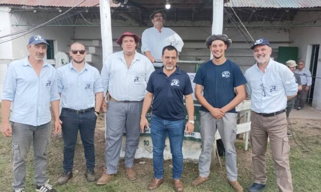 Zapará: ovejas gordas esquiladas se pagaron U$S 115