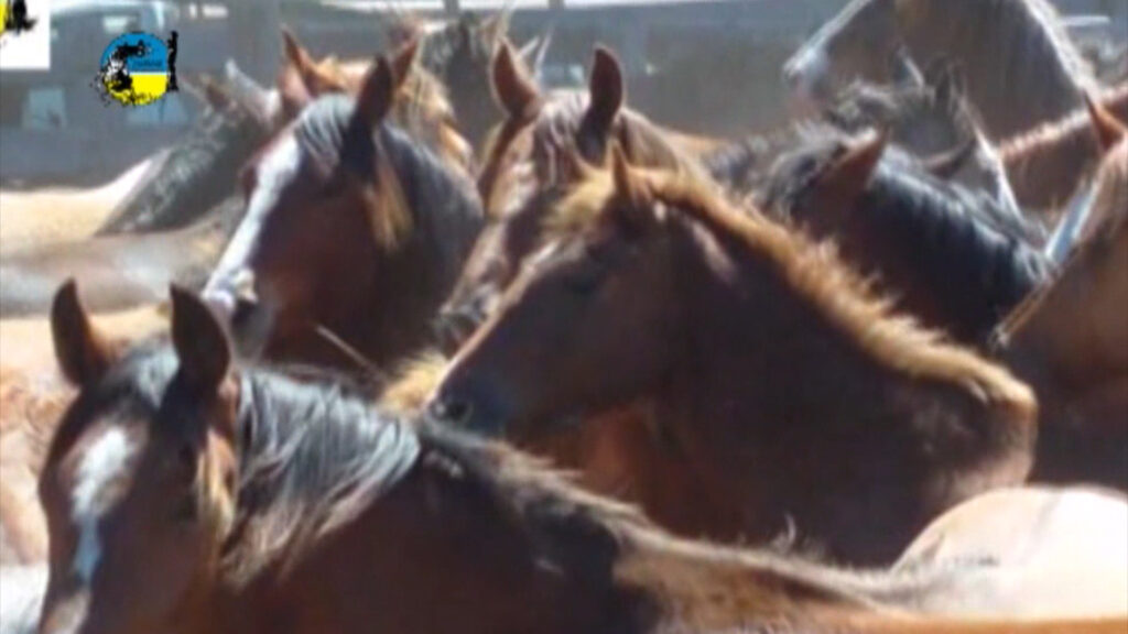 imagen de caballos, El valor del yeguarizo en el mes de mayo fue de $58.90 por kilo
